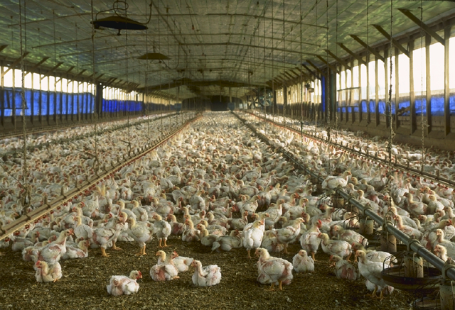 Intensive poultry production